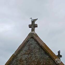Les mouettes et leurs croix...