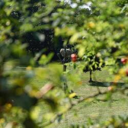 "Den Baum vor lauter Gestrüpp nicht sehen."