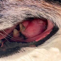 Ruby's Tumor unter Beobachtung und Behandlung durch Alexandra
