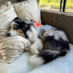 Someone was tired when we got back