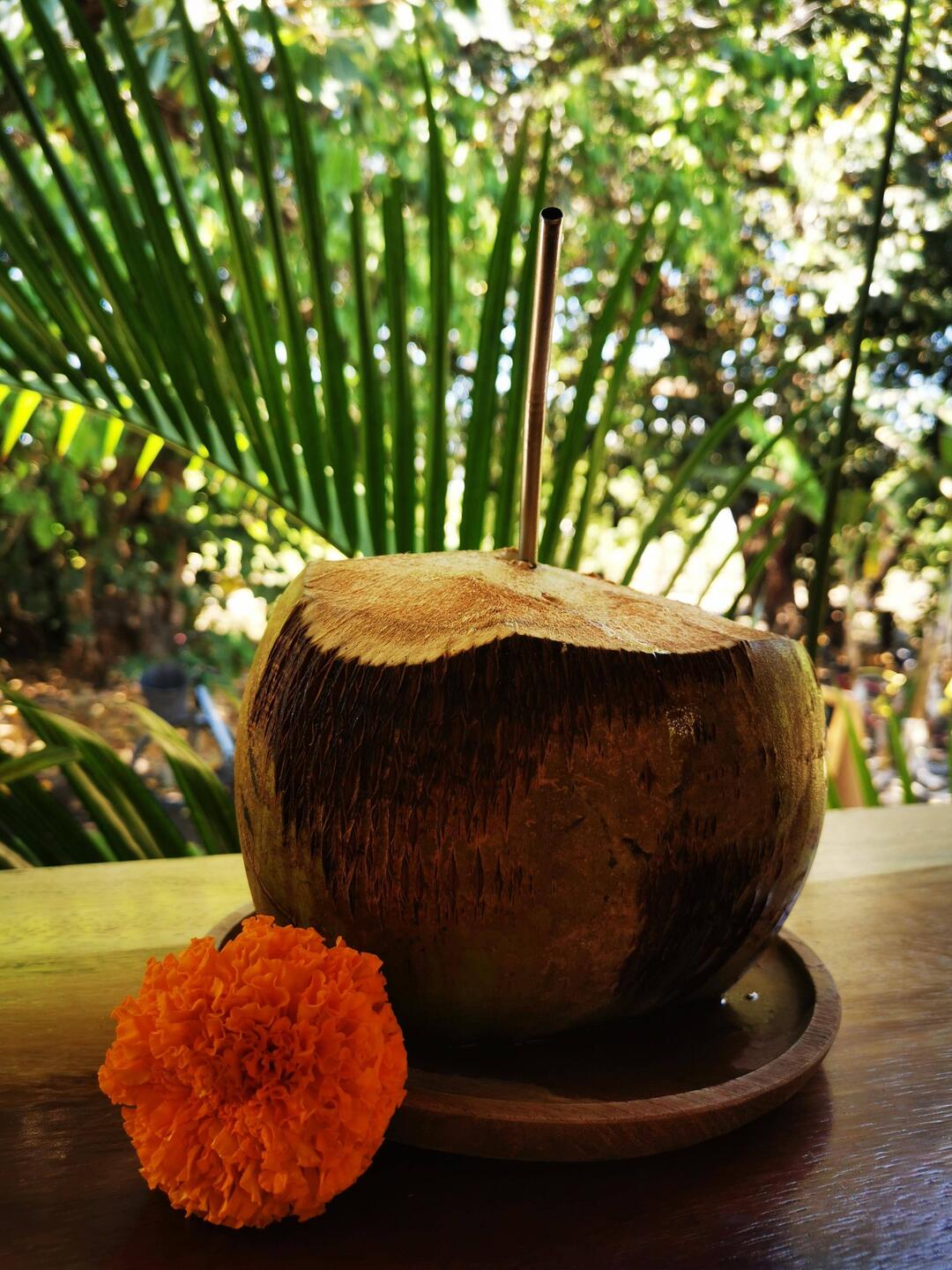 a coconut a day, keeps the doctor away 🥥
