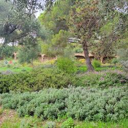 Vegetation brought in from throughout the Mediterranean by Gaudi