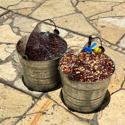 Ein paar Insekten gefällig?