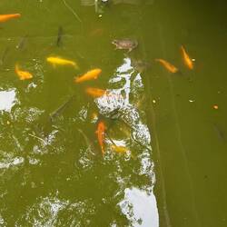 Ausgebüchst oder Natur?