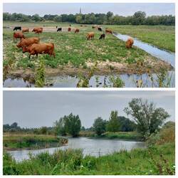 Berry Fen, with Bluntisham Church spire, just visible / View of the river