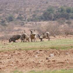 Warzenschwii (Pumba)