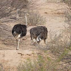 Afrikanischä Strauss