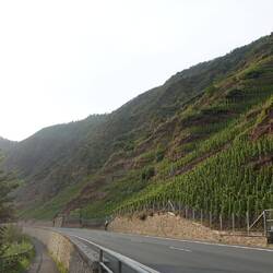 Weinberg Calmont - mit einer Steigung von 65 % Europas steilster Weinberg