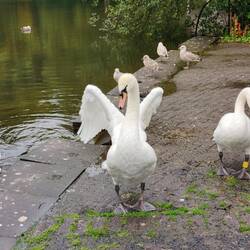 Na, wer hat hier die schönsten Flügel? 🪽🦢
