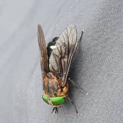 Riesige Fliegen - 3cm - umschwirren uns