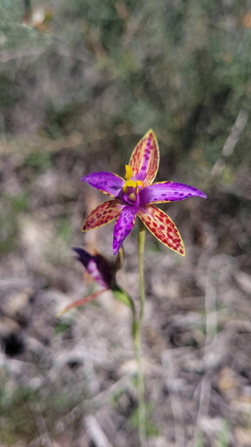 Queen of Sheba Orchid
