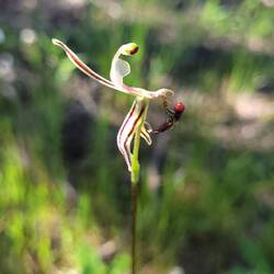 Hinged Dragon Orchid