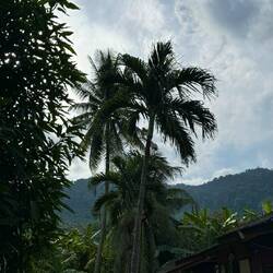 Tioman