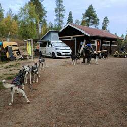Hunde einspannen