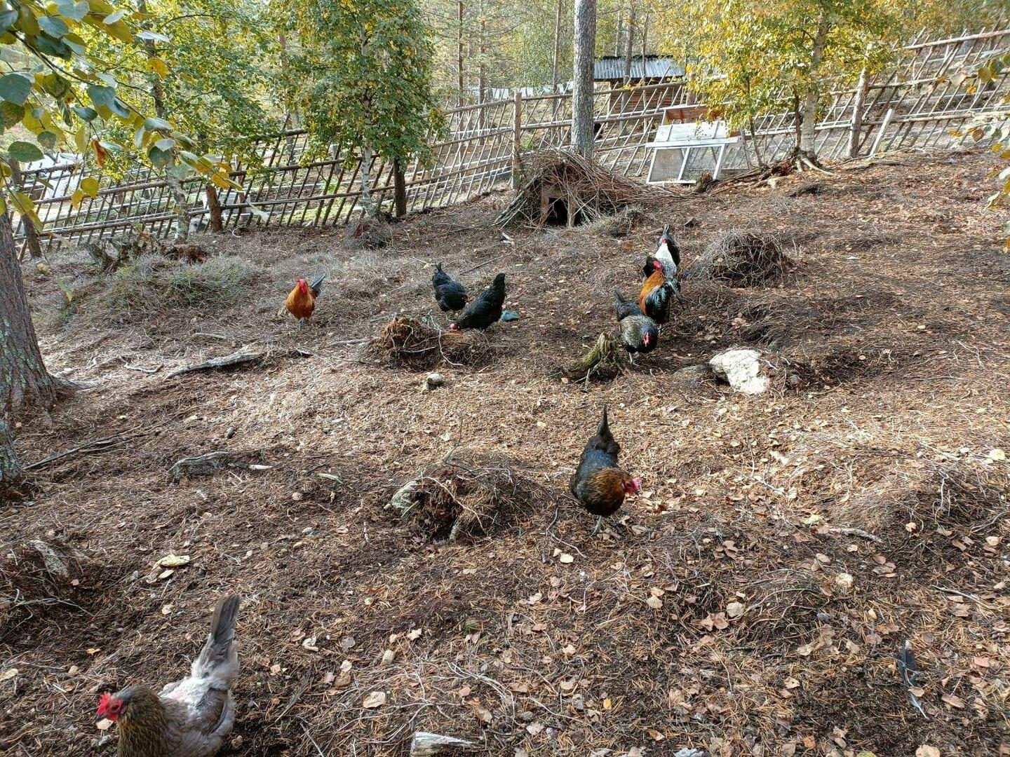 Chickens