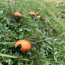 Entdeckungen am Wegesrand