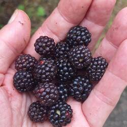 "Il en faut peu pour être heureux ! Un peu de miel, oups de mûres que nous prodigue la nature" 🎼🎵