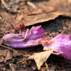 Im Park sehen wir Ameisen mit herzförmigen Köpfen...