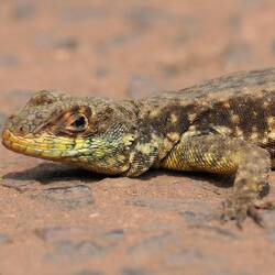 ...und entspannte Eidechsen