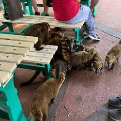 Süß oder eine Plage? Wir sind uns da nicht so ganz sicher