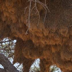 da lebed 100ti vu Vögel dinä🤗