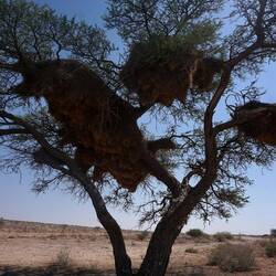 überall hets so riesigi Nester