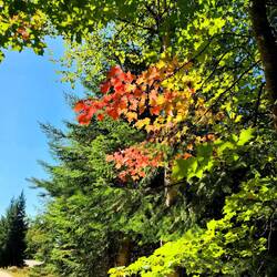 Wo bleibt der Herbst?🍁