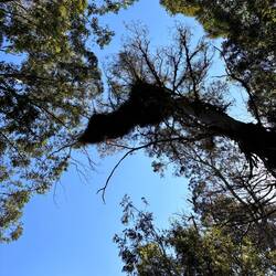 Riesige Vogelnester mit kleinen grünen Papageien 🦜 die da brühten
