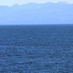 ein kurzer Blick & weg ist der Wal 🐳