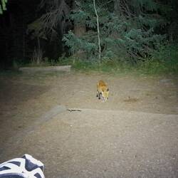 Horseshoe Campground: mit Gast (unerschrockener Fuchs)