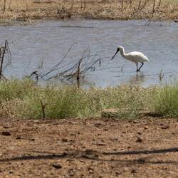 Who would not like a bird with a utensil