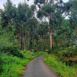 L'eucalyptus, ça sent vraiment bon