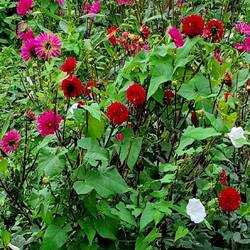 Clin d'œil à une dame qui aime les fleurs