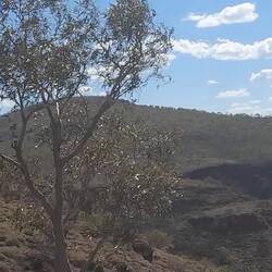 Albert Toglanini Look out