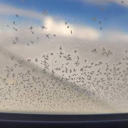 Eiskristalle am Fenster