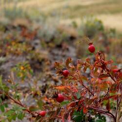Wilde Rose, das Symbol Albertas