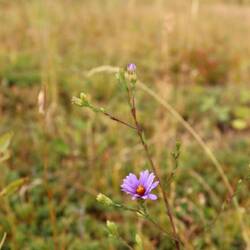 Amerikanische Aster