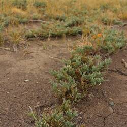 Creeping Juniper