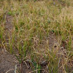 Curly Sedge