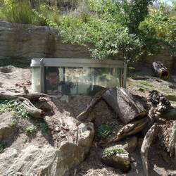 Ähem, mich (in freier Wildbahn echt selten)