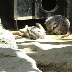 Ein ganzer Haufen gelangweilter Hörnchen