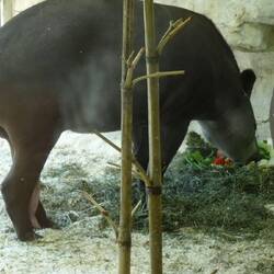 Ein paar Tapire (das sind doch Tapire?)