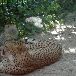 ... die irgendwie zu nah an den Luchskäfig gekommen sind