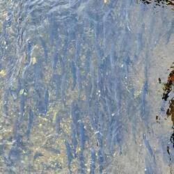 swimming upstream