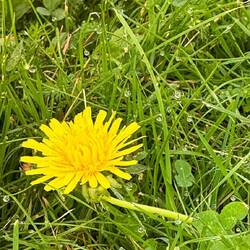 Ein Sommergruss im Morgentau