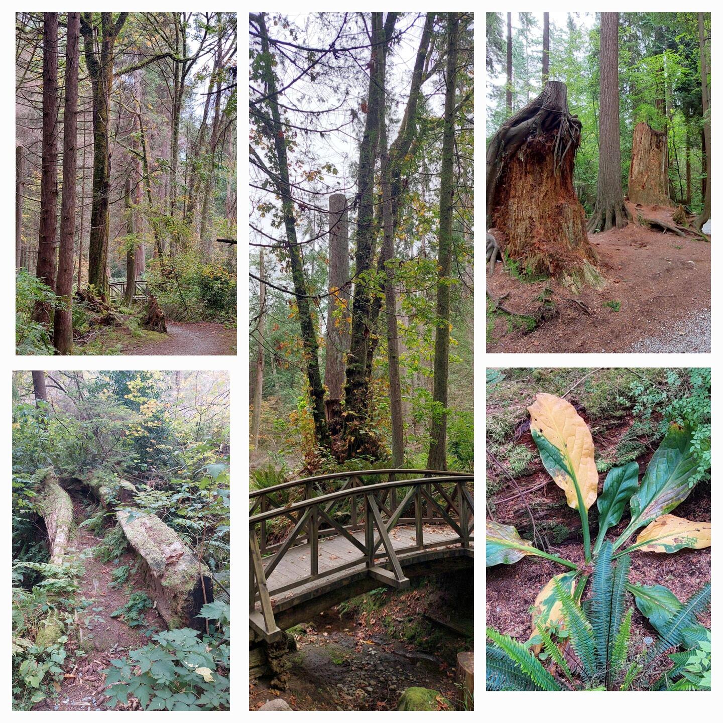 Stanley Park