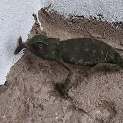 Und dann hat uns auch noch ein Chamäleon besucht.