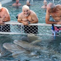 Nurse Shark feeding