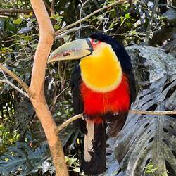 Andis Lieblingsvogel: der Bunttukan