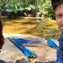 Die Aras graben gerne im Sand